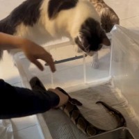 『猫とヘビは仲良くできる？』→ヘビのおうちをお掃除していると、2匹の猫が…驚きが隠せない光景が16万再生「天敵のはずなのに」「素敵」
