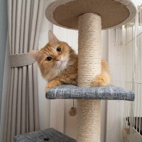 猫を新しく迎えるとき『先代猫のおさがり』は使ってもいい？各アイテムごとに解説