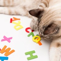 猫に『名前』をつけるときに注意すべきこと4つ　失敗しないためのポイントや名付けのコツ