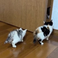 『新入り赤ちゃん猫と先住猫』→初めて対面させた結果…まさかの光景が175万再生「本能なんだろうなｗ」「ドラクエの戦闘シーンｗ」