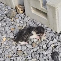 母猫に置いてきぼりにされた『生後2日の赤ちゃん猫』を保護→1か月お世話した結果…感動の変化が58万再生「救ってくれてありがとう」