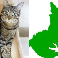 『茨城県にしか見えない猫』をSNSに投稿した結果→リプライが殺到して…たった数時間で日本地図が猫で埋まる『まさかの展開』が話題