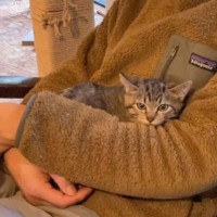 保護されて『9日目の子猫』→抱っこの練習をしていると…微笑ましい光景が14万再生「まだ納得してない顔ｗ」「ぎこちないねｗ」