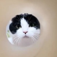 キッチンペーパーから愛猫のことを覗く飼い主さん→じわじわと近づくと…可愛すぎる光景に「たまらないね」「罪レベルのかわいさ」と悶絶の声