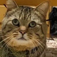 飼い主さんを噛んでしまった猫→叱られた結果…まさかの『可愛すぎる光景』が767万再生「なんか言ってるわって顔ｗ」「大爆笑した」