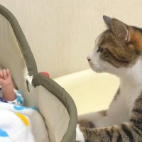 おうちに赤ちゃんがやって来ると…猫が見せた『尊すぎるリアクション』が104万再生の大反響「何がいるの～って感じがかわいいｗ」「素敵」