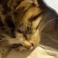 目がふさがっていた『ひとりぼっちの子猫』を発見して…保護した結果→泣ける展開に反響「会えて本当によかった」「心からありがとう」