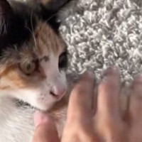 猫を保護したら『妊娠』が発覚→約１か月半が経過すると…涙あふれる展開が12万再生「すごい頑張ったね」「愛情をありがとう」