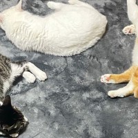 ホットカーペットに集まってきた3匹の猫…"ぎゅっと集合している光景"が可愛すぎると反響「そばにいたいのかなｗ」「仲良しにゃん」