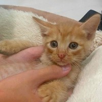 仕事中、『息子が猫を連れて帰ってきた』と家族からのLINE→『２匹は飼えないよ』と伝えた結果…素敵な展開に反響「家がにぎやかになるね」