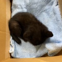 必死に助けを求めていた『弱りきった子猫』→保護された結果…胸を打つ『見違える変化』が21万再生「とても愛情に溢れていて涙」「泣いた」