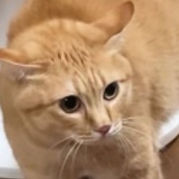 『にょ～にょ～にょ～』と低い声で威嚇していた茶トラ猫→視線の先には…173万再生された爆笑の瞬間に「めっちゃ喋ってるｗ」「かわいすぎｗ」