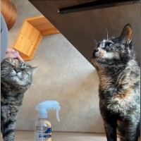 撫でてもらいたい『2匹の猫が順番待ち』していたら…思わず笑ってしまう『かわいい小競り合い』が22万再生「表情が良すぎる」と反響