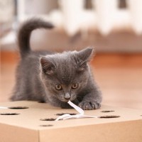 猫が楽しめる『知育玩具』のおすすめ3選　与えるメリットや遊び方のコツもご紹介