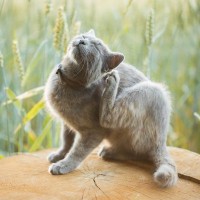 猫の体に『白い粉』が現れる原因5つ　病気の可能性も？予防法まで解説