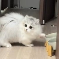 ご飯が入っていないことを確認した子猫→『次の瞬間』…笑撃すぎる『予想外の動き』が31万再生「江戸走りｗ」「かわいすぎて泣ける」