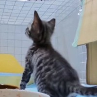 ごはんを食べていた子猫→近くにいたパパがいなくなると…悶絶必至の『可愛すぎる行動』が105万再生「クッソ羨ましい」「連れていくしかない」