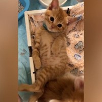 仰向けの状態でくつろいでいた茶トラの子猫→くるくると体勢を変えて…思わず癒されるかわいい光景に「キュンときた」「悶絶した」と反響
