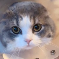 エリザベスカラーに『耳が埋まっていた猫』→次の瞬間…かわいすぎる光景が62万再生「何回も見てしまった」「ピョコッピョコッ」
