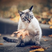 SNSで人気になった「葉っぱをくわえて魚を買いに来る」かわいい猫　その真偽は…？