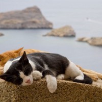 「新しい観光名所か、環境破壊か」 保護猫による「猫島」計画に賛否両論　インドネシア