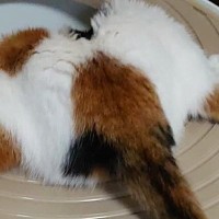「生まれて初めて見る体勢ｗ」トイレに頭から突っ込んだ猫ちゃん…まさかの光景に笑顔になる人続出「すごい格好」「芸術点の高い三毛猫」