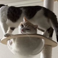 キャットタワーでくつろいでいた兄猫→弟猫も入ろうとして…『まさかの悲劇』が41万再生「めっちゃ心配してるｗ」「やべって顔してるｗ」