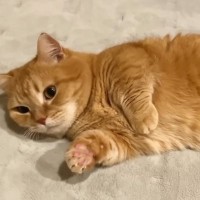 急に寒くなってきてベッドを『冬仕様』に変えたら…猫がとった『可愛すぎる行動』に「めちゃくちゃ癒された」「見入っちゃうねｗ」と反響