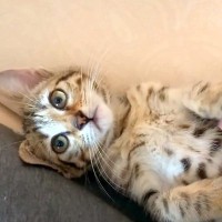 保護子猫のお腹をくすぐった結果→『手を噛まれるかな』と思いきや…悶絶級の『尊い反応』に絶賛の声「天使としか言いようがない」「癒された」