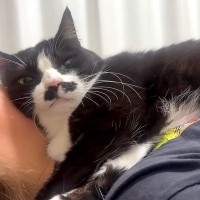 体の上に乗ってくる白黒猫→無理やりな体勢で…思った以上に『愛が重い光景』に反響「絵面がすごすぎて笑いが止まらんｗｗ」「もう守護霊」