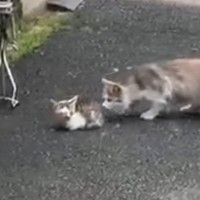 道路にうずくまっていた『ひん死の子猫』→保護された結果…涙が止まらない『変化の様子』が98万再生「感動しました」「本当にありがとう」