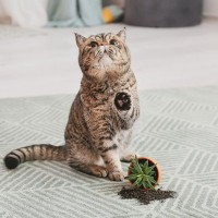 猫の飼い主が『だらしない』と起こるリスク7つ　思わぬ事故に繋がる危険性も