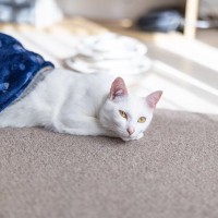猫が『こたつ』に入りたがるときに注意すべきこと4つ　起こりうるリスクや対策のポイントも