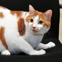 猫の命を奪ってしまう『飼い主のイタズラ』4つ　絶対にやってはいけない理由も解説