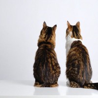 猫の『オス・メス』で異なる4つの特徴　見た目や性格の違いから飼い方のコツまで