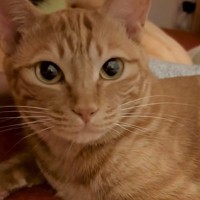 ママに名前を呼ばれて『可愛らしく返事する猫』→パパが呼ぶと…まさかのリアクションが12万再生「爆笑しちゃったｗ」「かわいすぎる」と反響