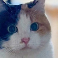 寒くなってきて『三毛猫の毛が変化』した結果…思わず"モフりたくなる光景"に７万いいね「もっちり度が増して可愛すぎる」「埋もれたい」