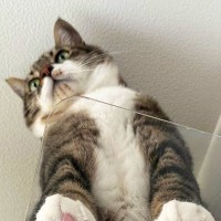 透明なキャットステップに乗るネコ→『下から見上げる』と…まさに絶景『たまらない瞬間』に３万いいね「いい眺め」「ありがとうございます」