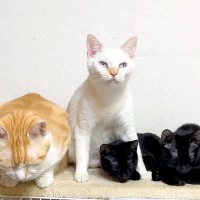 真っ黒な２匹の保護子猫→先住猫が寝かしつけた結果…尊すぎる『まるで本当の親子のような光景』に反響「ほんとに良いお母さん役」「母性愛」