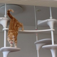 猫用品で『買って後悔』しがちなモノ5選　思わぬ失敗になってしまうかも？