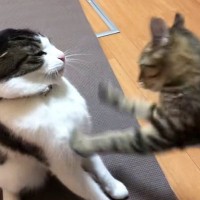 妹猫に顔面をパンチされ続ける兄猫…思わず笑ってしまう兄妹喧嘩の様子が12万再生「可愛すぎて笑った」「顔以外狙ってこないのおもろいｗ」