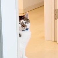 『1日不在だったパパ』が帰宅すると…普段は塩対応なネコが見せた『驚きの行動』に「ジーンときた」「寂しかったんだねｗ」と反響