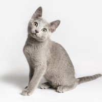猫を『初めて飼う』ならおすすめしたい猫種3選　それぞれの特徴や魅力、飼いやすい理由まで