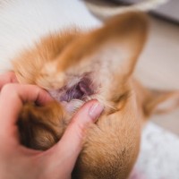 猫が『外耳炎』にかかっているときのサイン5つ　主な原因や症状、予防法まで解説