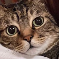 猫吸いをされていたネコ→まるで『アイキャッチ』のような表情に７万いいね「救いを求めているよう」「アイリスアウトみたい」の声も