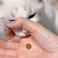 猫に『賢さが分かるおやつのあげ方』を試してみたら…予想外すぎる『まさかの結果』に爆笑「力技すぎるｗ」「かわいいので良し」と73万表示