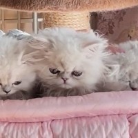 3匹の赤ちゃん猫→プロがシャンプーした結果…微笑ましすぎる反応と『最高の仕上がり』が21万再生「ヨーダの赤ちゃん時代ｗ」「可愛いいい」
