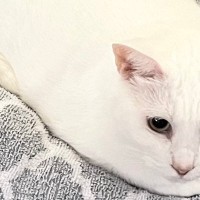 モチモチふわふわボディの白猫…『餅』にしか見えない『完璧すぎるフォルム』に７万いいね「すごーーい」「美味しそう」と絶賛の声