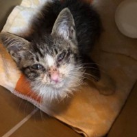 大雨の中、1匹で震えていたぼろぼろの子猫→保護された結果…当時が嘘のような『大変身』に涙「運命の出会い」「心温まる話に感動した」