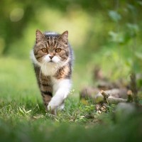猫を飼うと起こりかねない『ご近所トラブル』3つ　他人事ではない？注意が必要なこととは